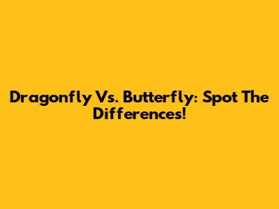 Dragonfly Vs. Butterfly: Spot The Differences!